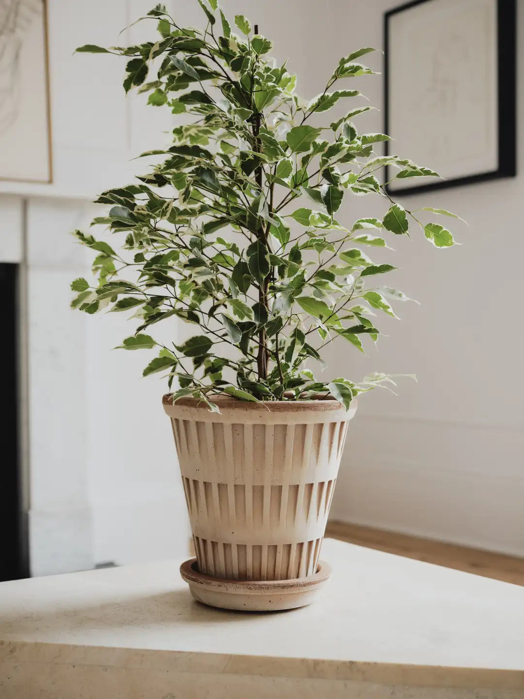 Bergs Potter Pantheon Terracotta Pot