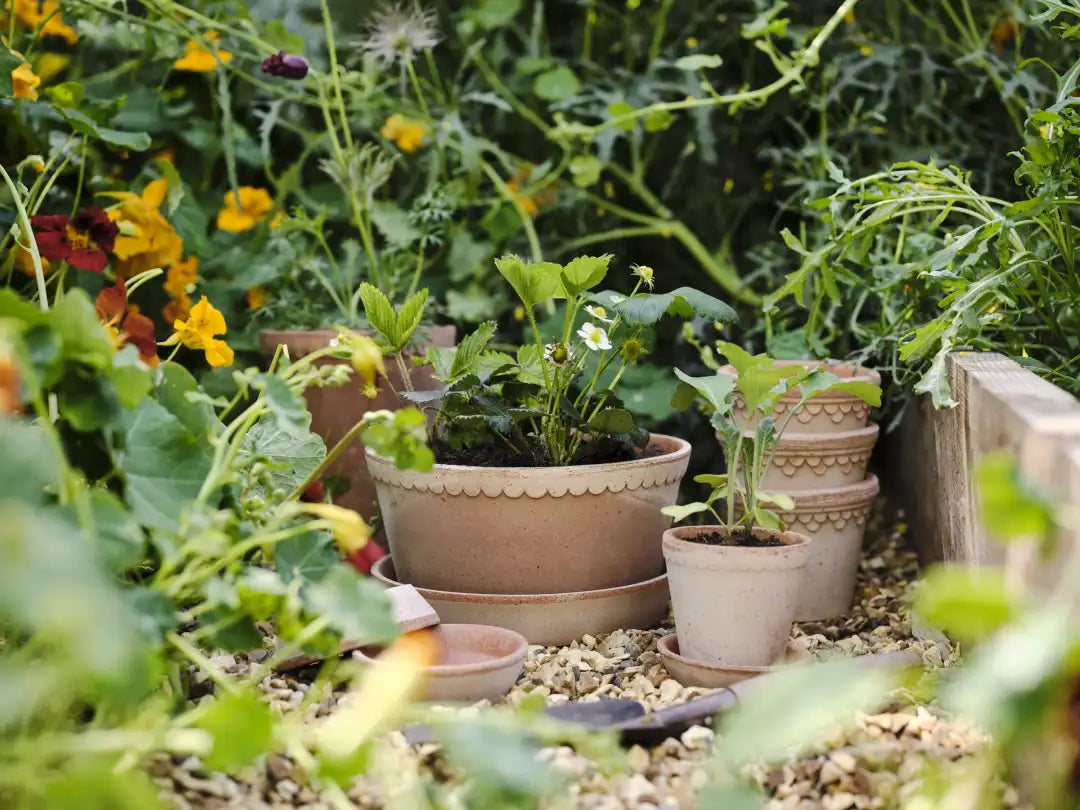 Bergs Potter Københavner Terracotta Low Pot
