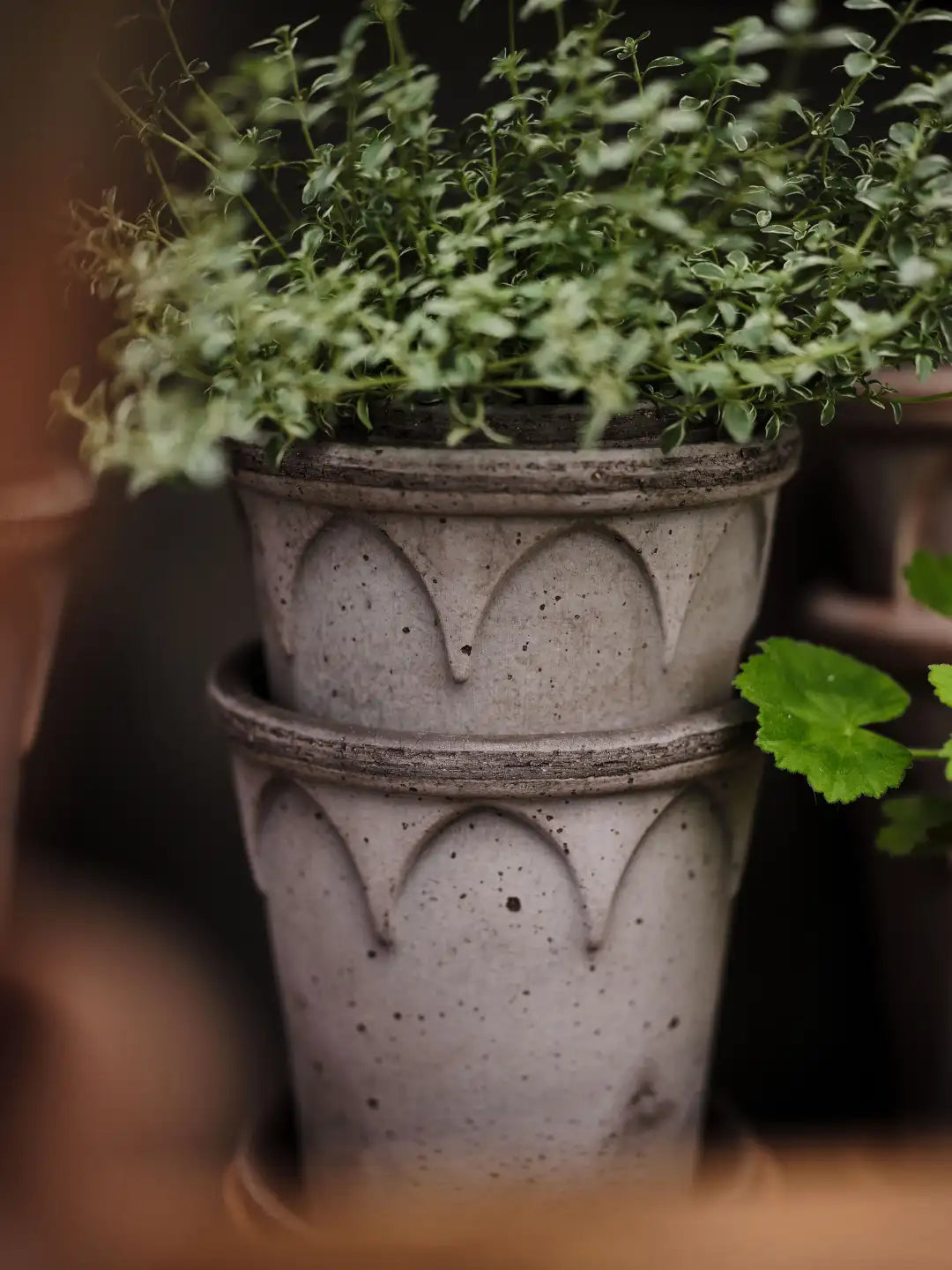 Bergs Potter Elizabeth Terracotta Pot