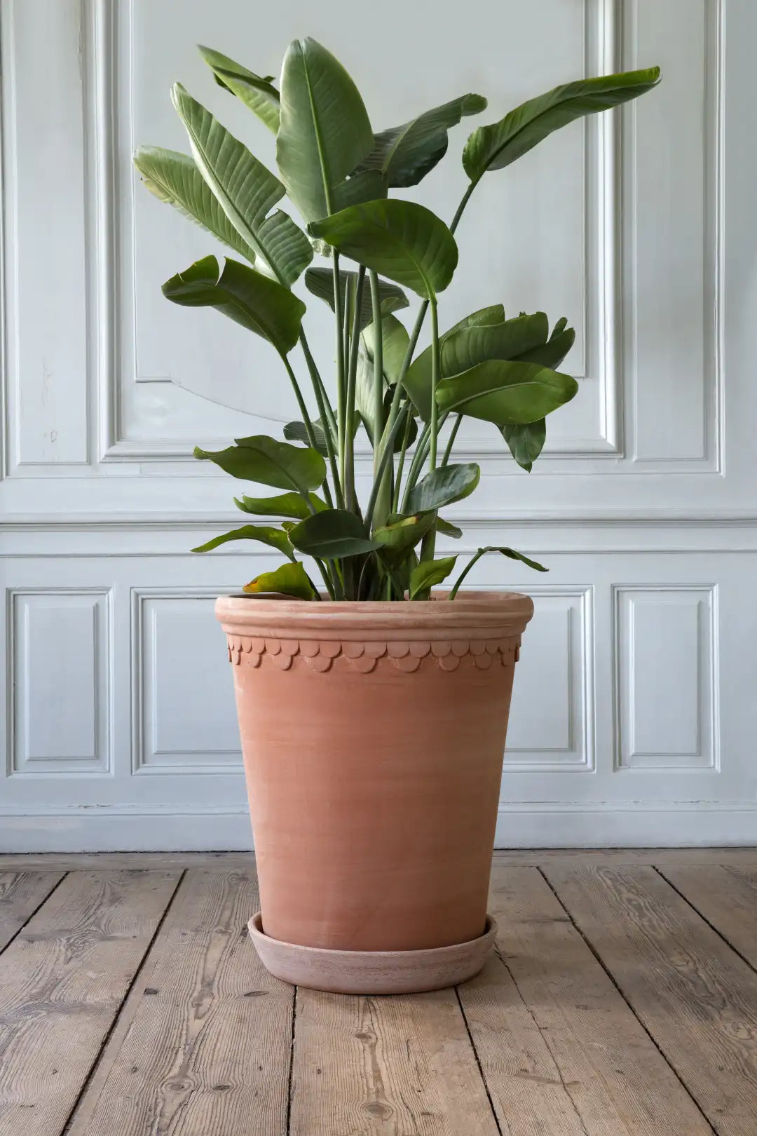 Bergs Potter Large Københavner Terracotta Tall Pot