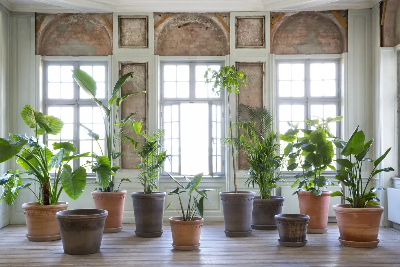 Row of potted plants in various Bergs Potter pots on a wooden floor with large windows in the background