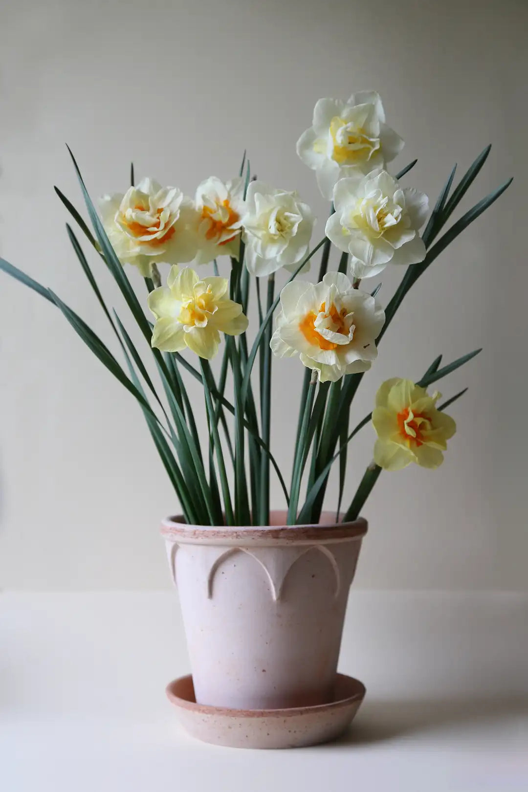 Bergs Potter Elizabeth Terracotta Pot