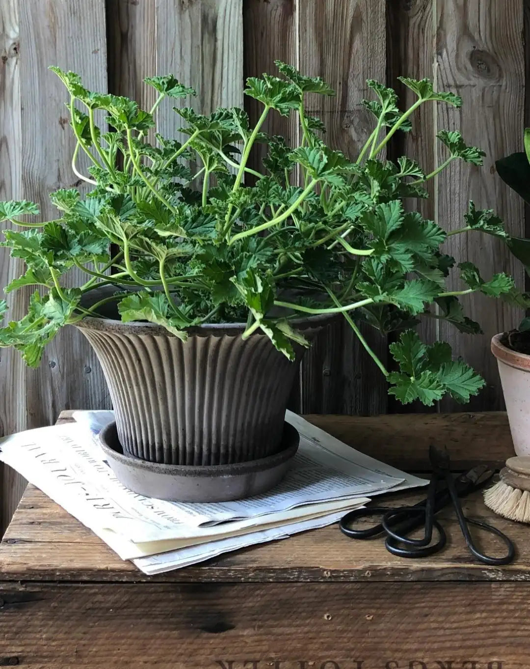 Bergs Potter Daisy Terracotta Pot