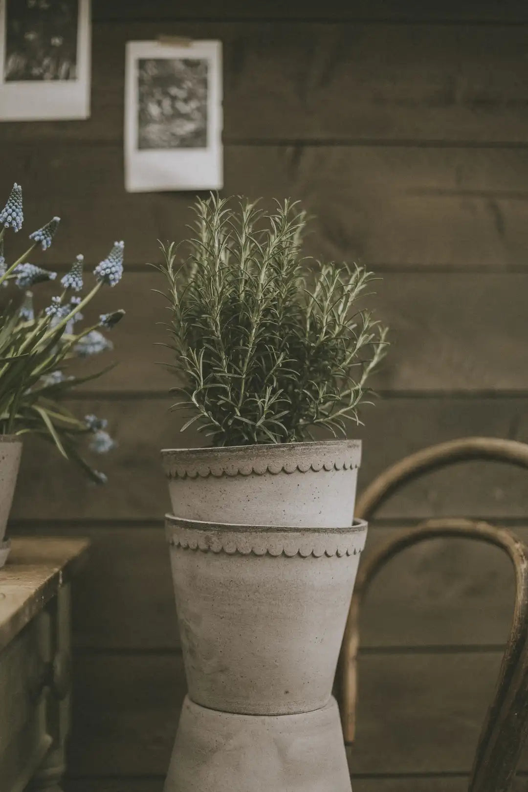 Bergs Potter Helena Terracotta Pot