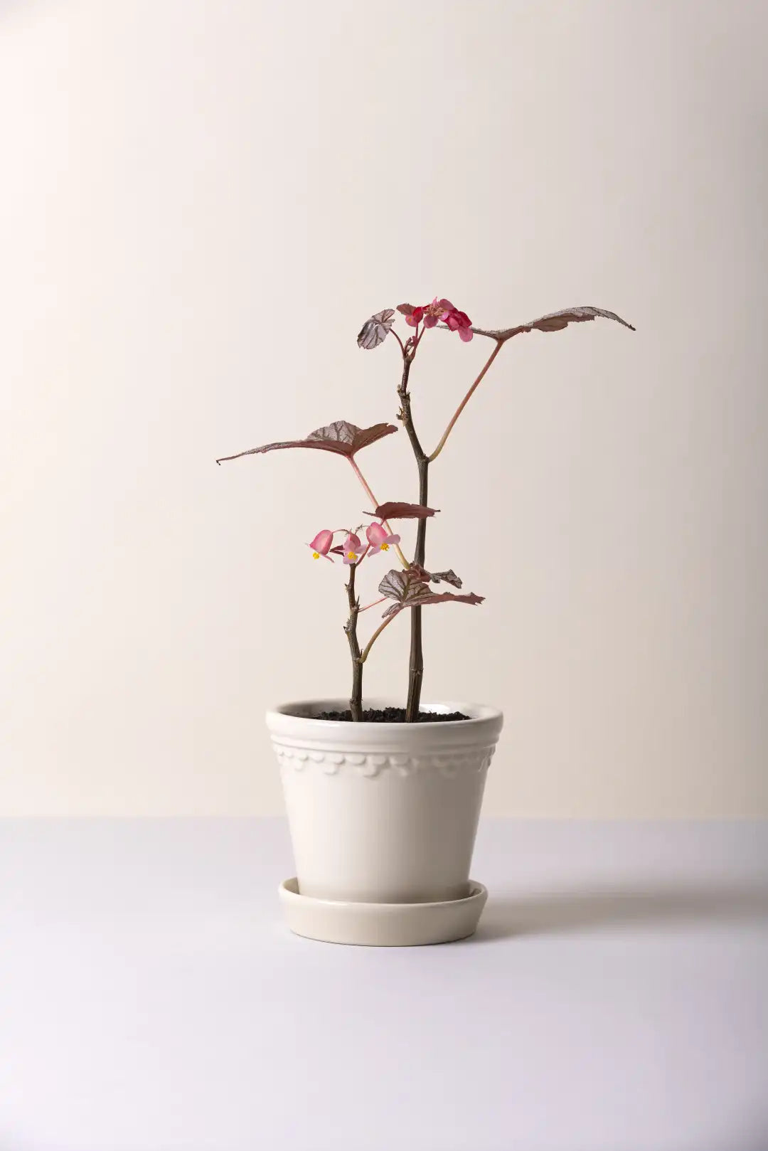 Bergs Potter Københavner Glazed Pot
