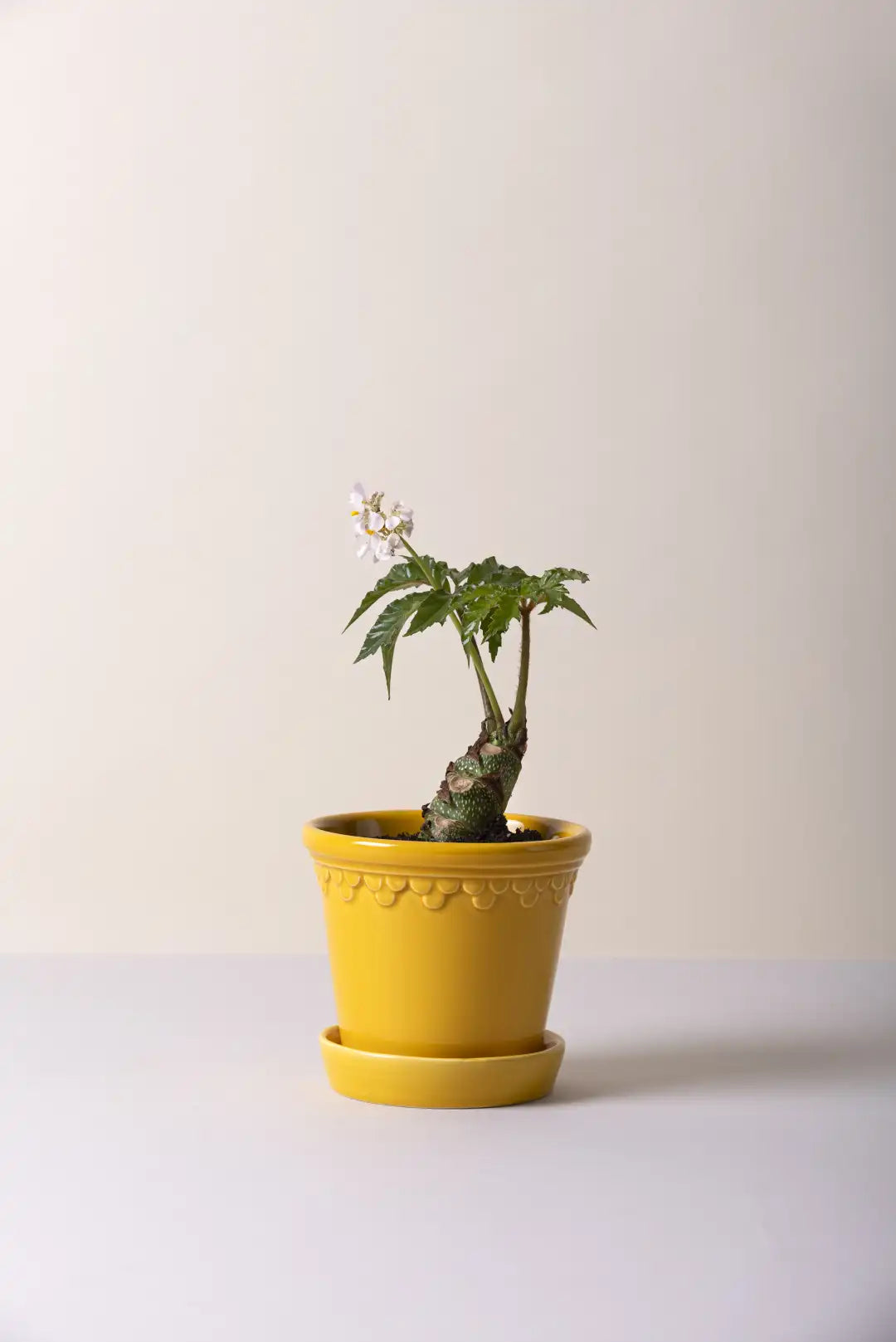 Bergs Potter Københavner Glazed Pot