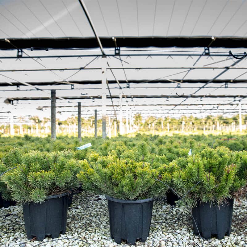 Pasquini & Bini Eracle Anti-Spiral Container