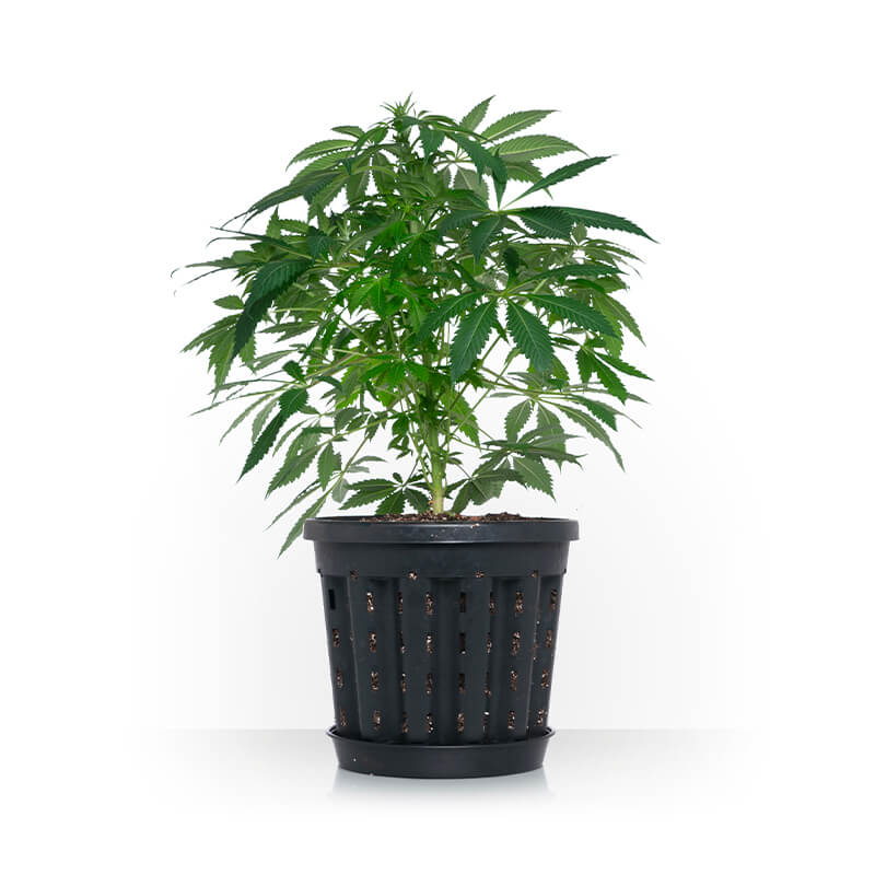 Pasquini & Bini Ercole Air-Pruning Container