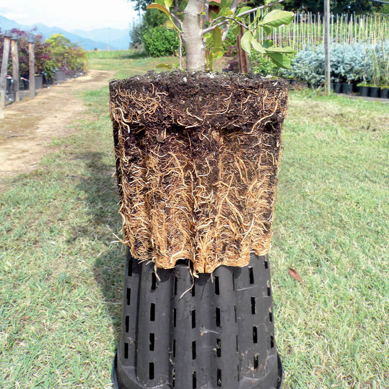 Pasquini & Bini Ercole Air-Pruning Container