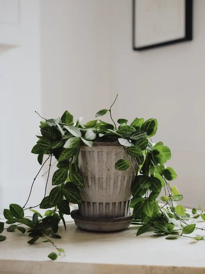Bergs Potter Pantheon Terracotta Pot