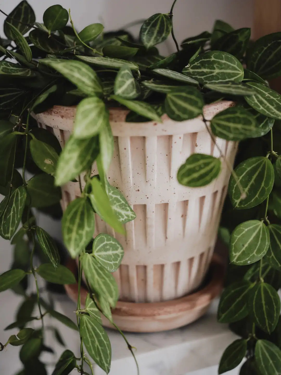 Bergs Potter Pantheon Terracotta Pot