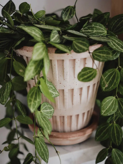 Bergs Potter Pantheon Terracotta Pot
