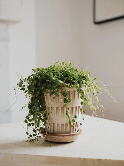 Bergs Potter Pantheon Terracotta Pot