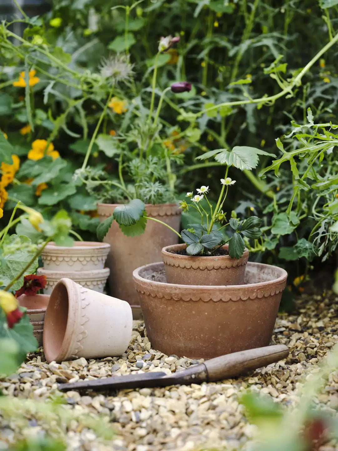 Bergs Potter Københavner Terracotta Low Pot