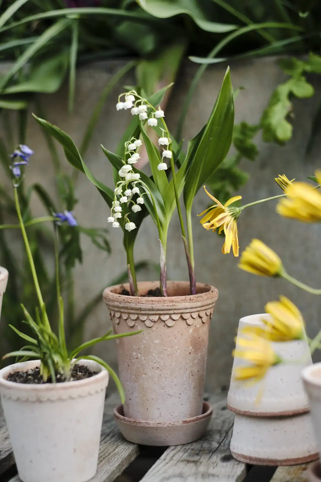 Bergs Potter Københavner Terracotta Tall Pot