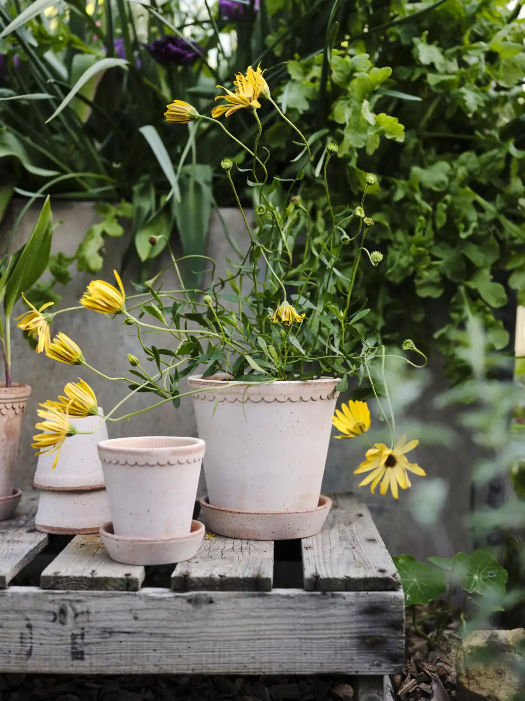 Bergs Potter Helena Terracotta Pot
