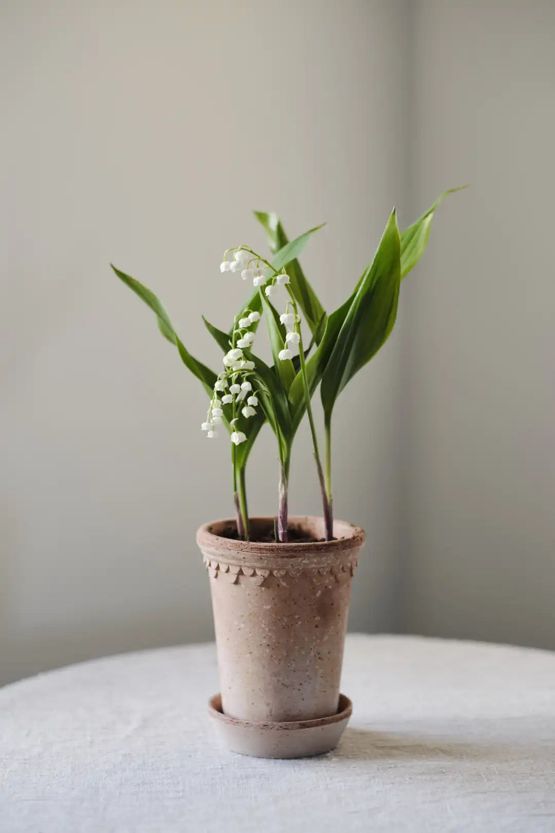 Bergs Potter Københavner Terracotta Tall Pot