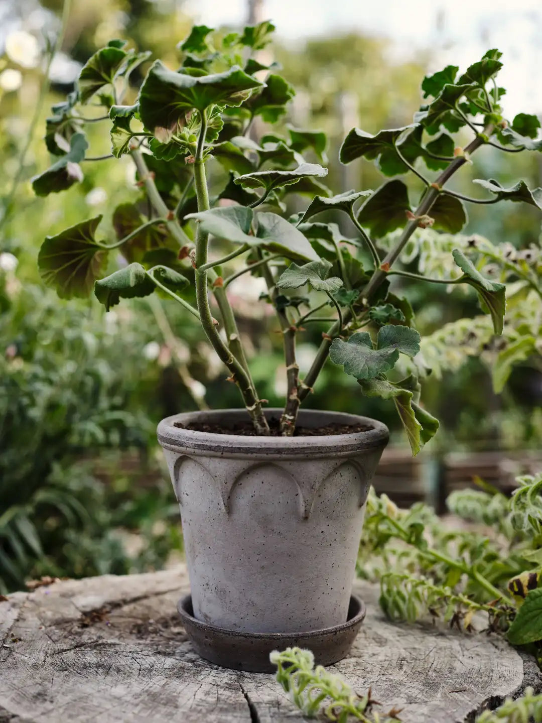 Bergs Potter Elizabeth Terracotta Pot