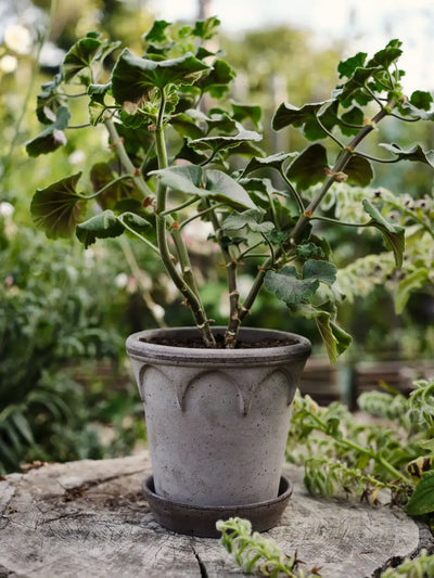 Bergs Potter Elizabeth Terracotta Pot