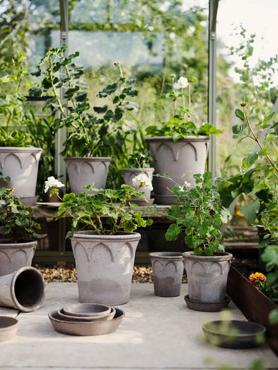 Bergs Potter Elizabeth Terracotta Pot