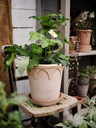 Bergs Potter Elizabeth Terracotta Pot