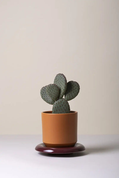 Bergs Potter Lily Glazed Pot