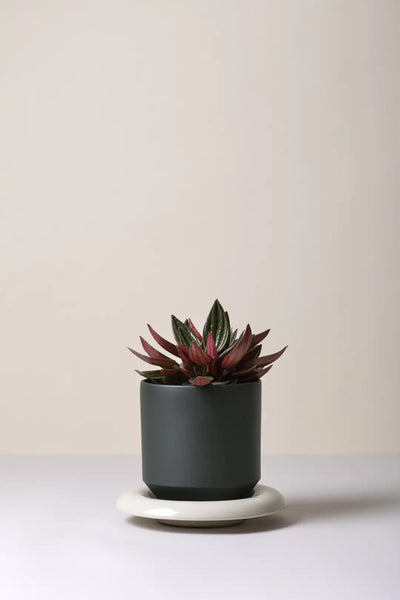 Bergs Potter Lily Glazed Pot