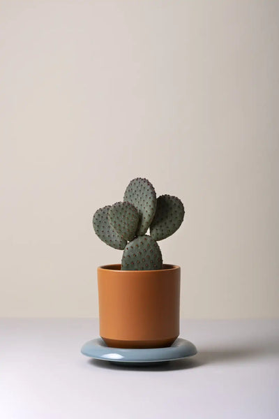 Bergs Potter Lily Glazed Pot