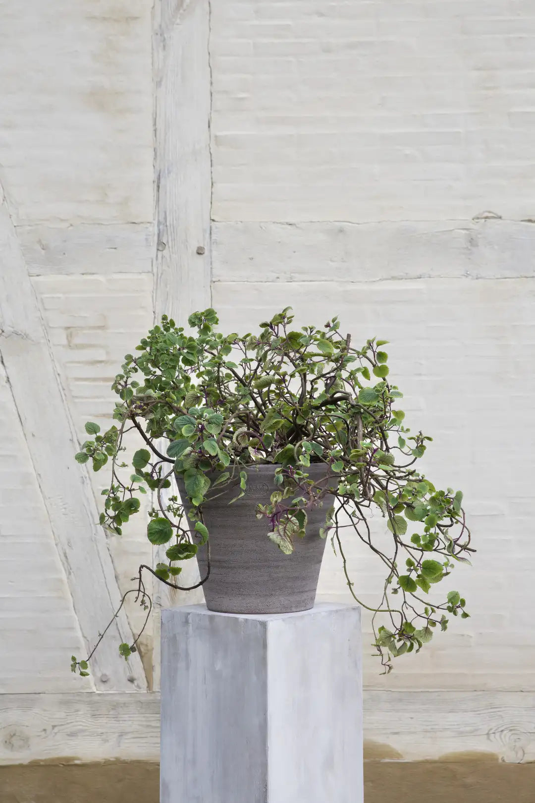 Bergs Potter Julie Terracotta Rustic Pot