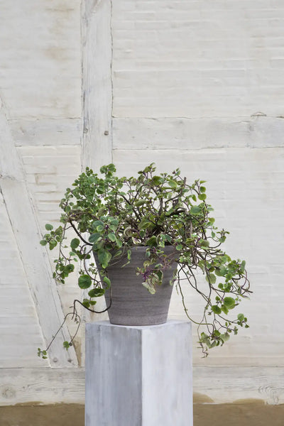 Bergs Potter Julie Terracotta Rustic Pot