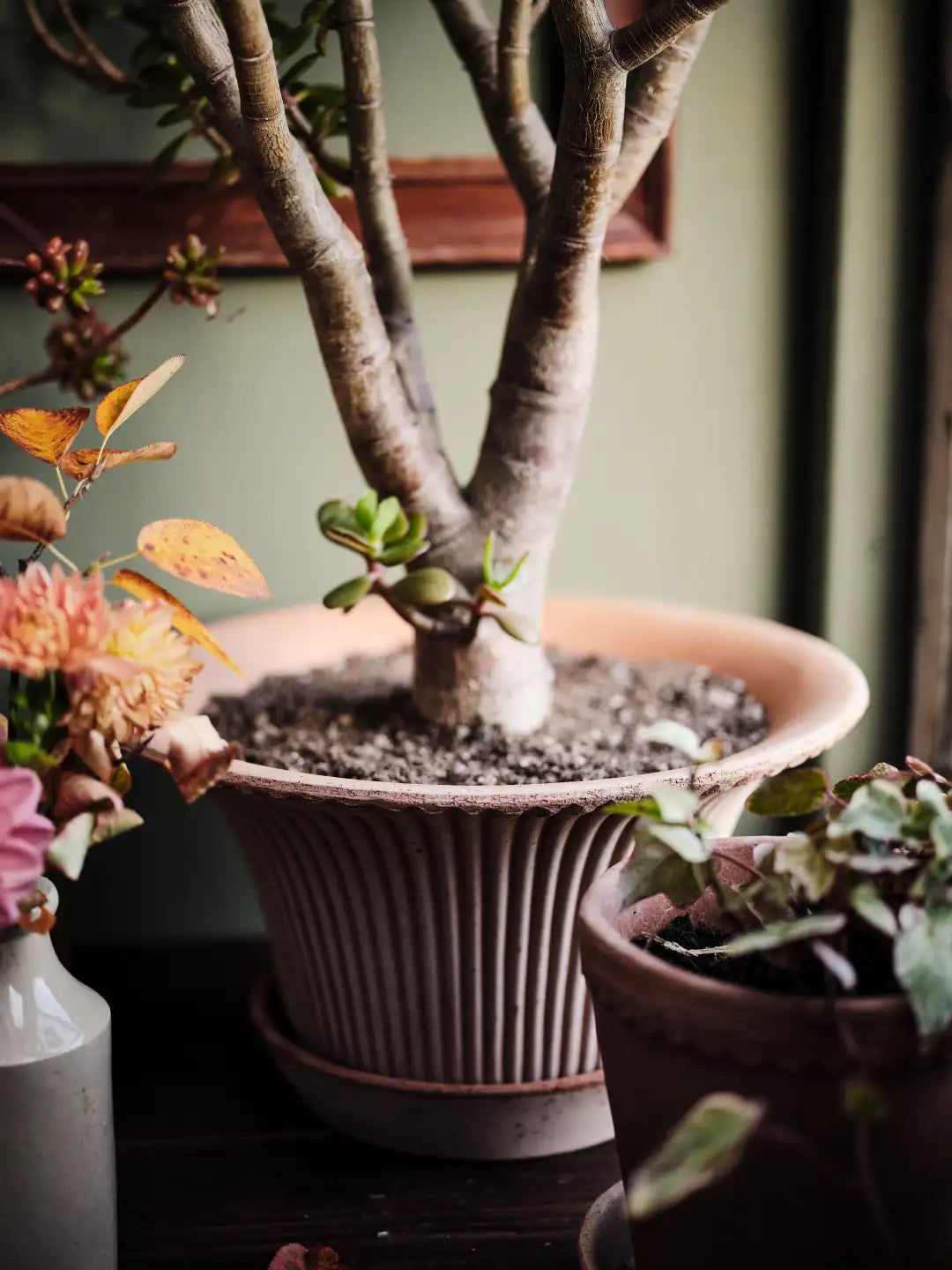 Bergs Potter Daisy Terracotta Pot