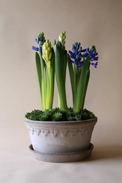 Bergs Potter Københavner Terracotta Low Pot