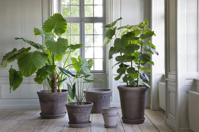 Bergs Potter Københavner Terracotta Pot