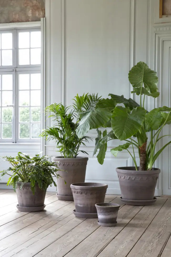 Collection of plants in a variety of Bergs Potter pots on a wooden floor with a window in the background
