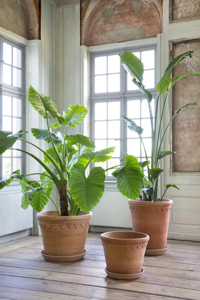 Bergs Potter Large Københavner Terracotta Tall Pot