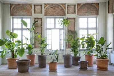 Bergs Potter Flora Terracotta Pot