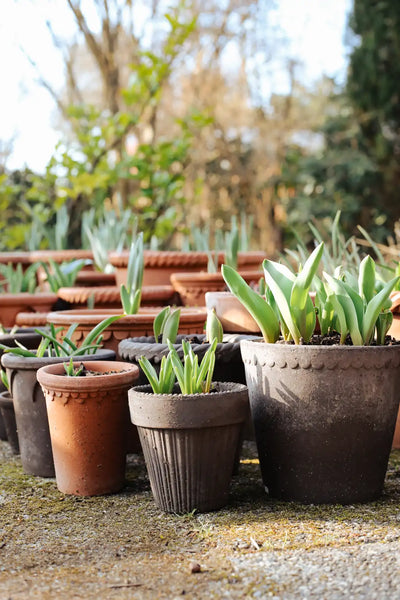 Bergs Potter Københavner Terracotta Tall Pot