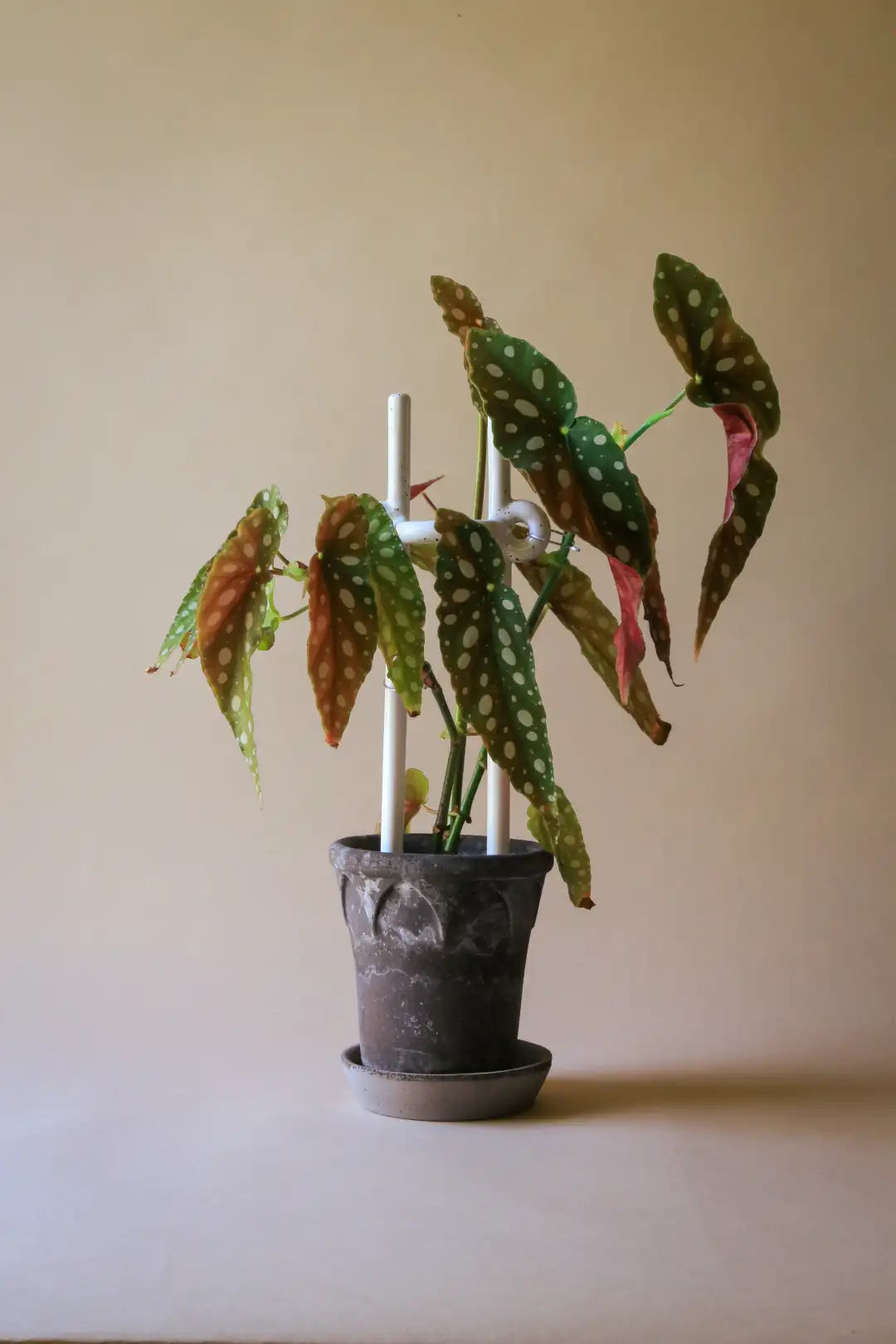Bergs Potter Folk Hinto Plant Stake