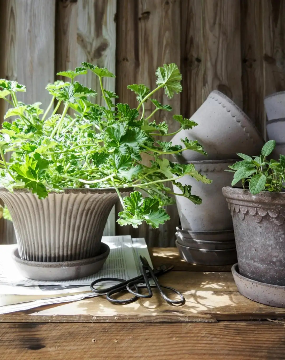 Bergs Potter Daisy Terracotta Pot