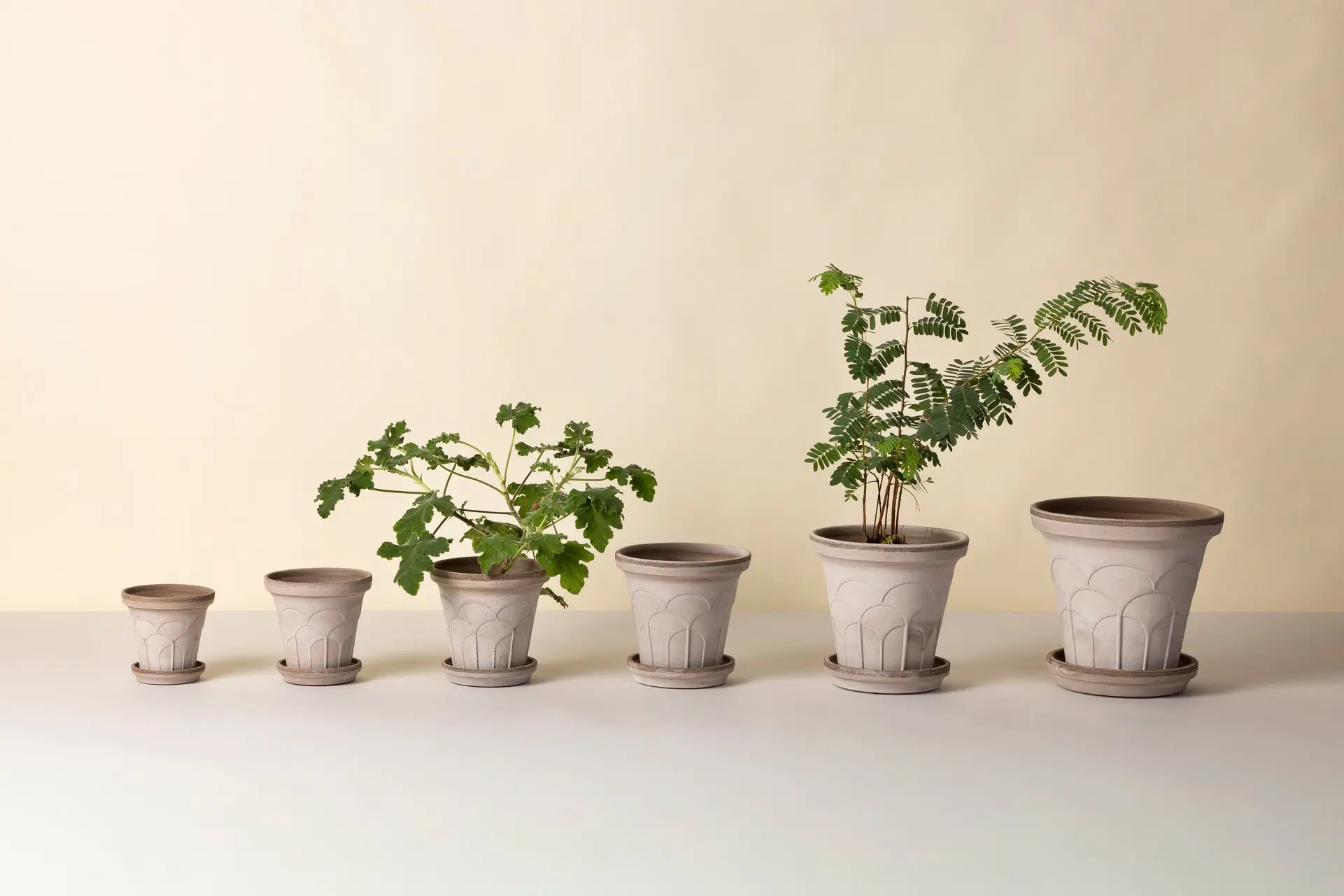 Row of potted plants in varying stages of growth on a white surface with a beige background