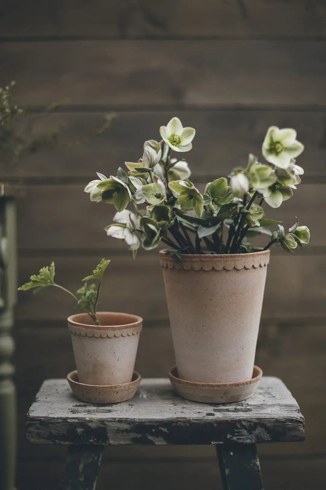 Bergs Potter Helena Terracotta Tall Pot