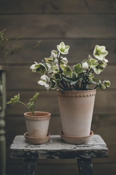 Bergs Potter Helena Terracotta Tall Pot