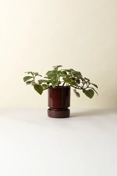 Bergs Potter Hoff Glazed Pot