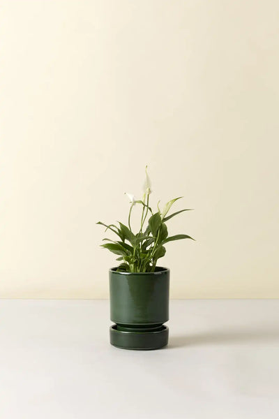 Bergs Potter Hoff Glazed Pot