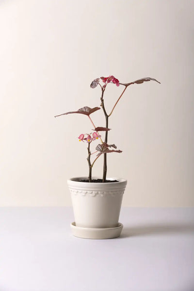 Bergs Potter Københavner Glazed Pot