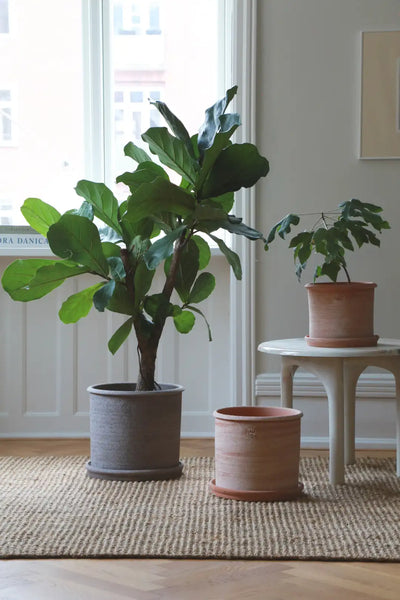 Bergs Potter Modena Terracotta Rustic Pot