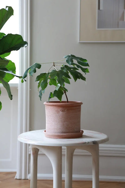 Bergs Potter Modena Terracotta Rustic Pot