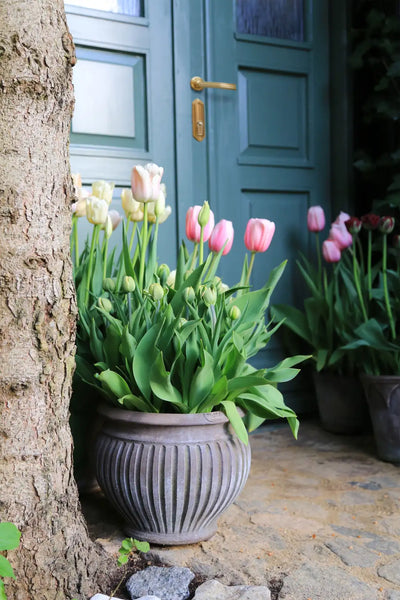 Bergs Potter Piccolina Terracotta Pot
