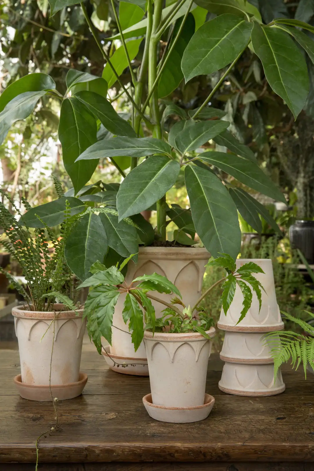 Bergs Potter Elizabeth Terracotta Pot