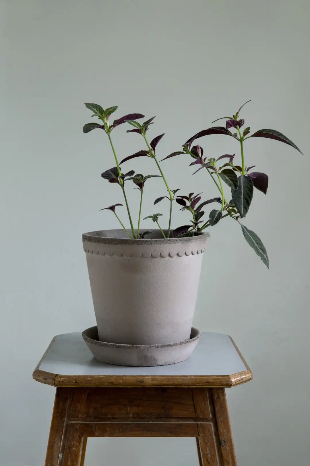 Bergs Potter Helena Terracotta Pot
